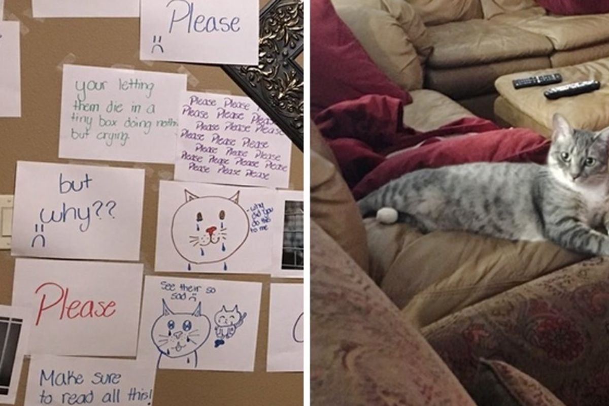 13-year-old Girl Made “Wall of Sorrow” to Convince Dad to Get a Cat From Shelter