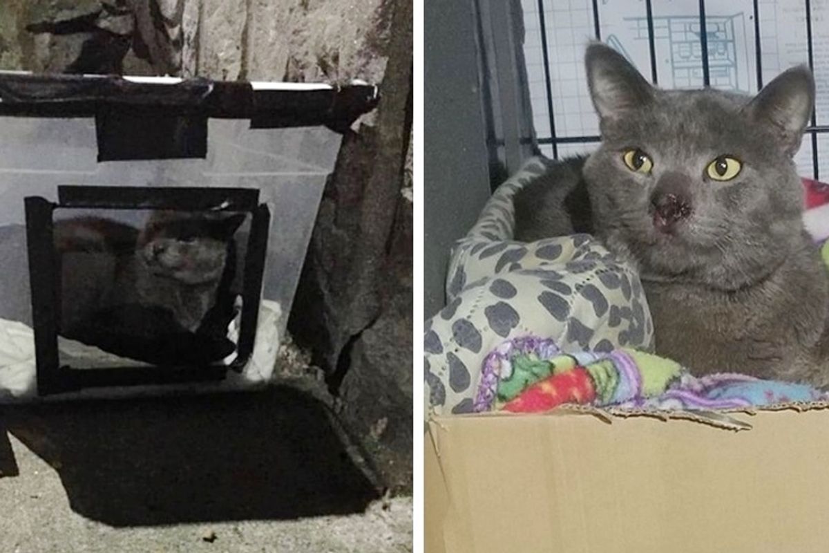 Man Saves Cat Who Lived in Box Behind Building for 3 Months, and Finds Him Warmth and Love