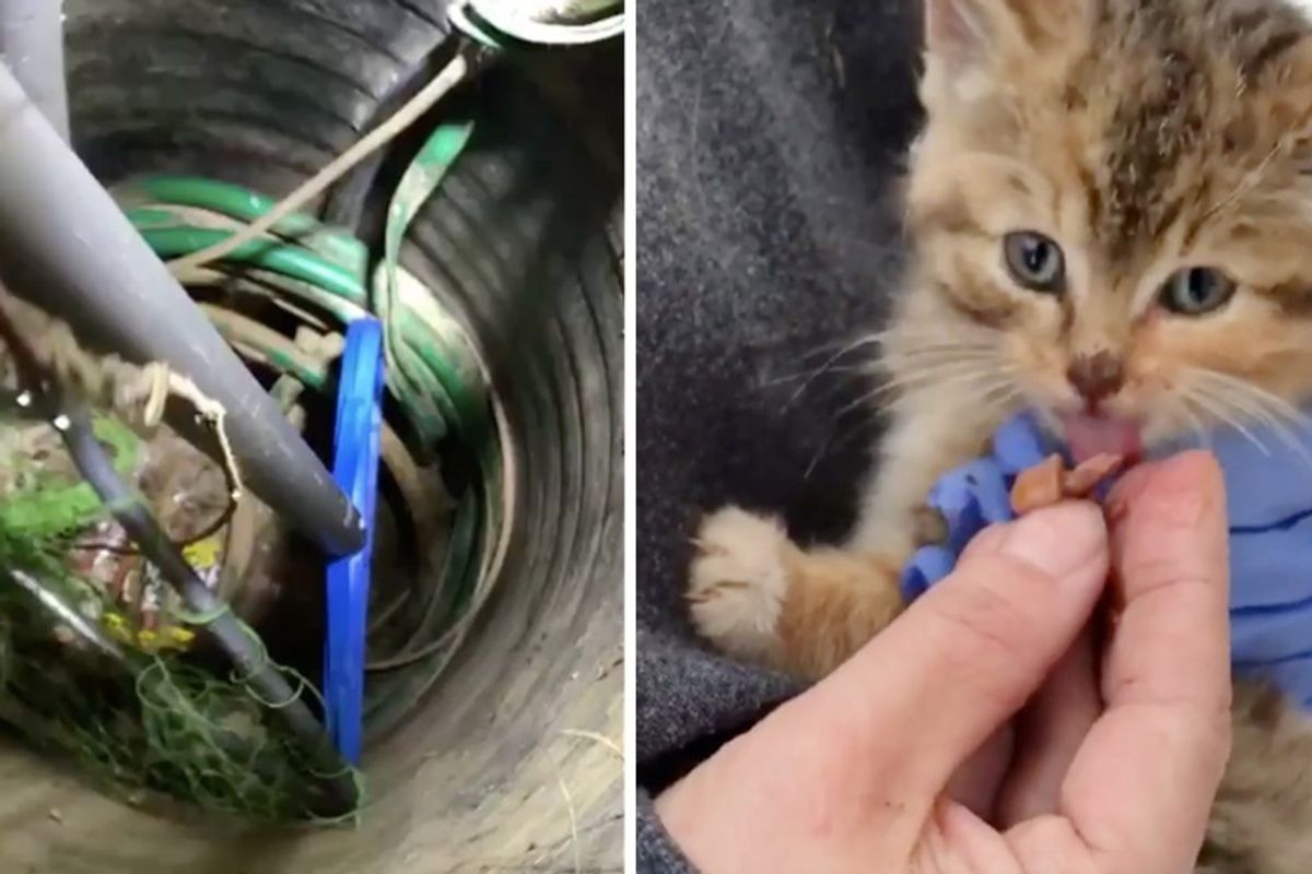 Kitten's Tiny Meows Lead Rescuers to Free Her From Under a Trailer