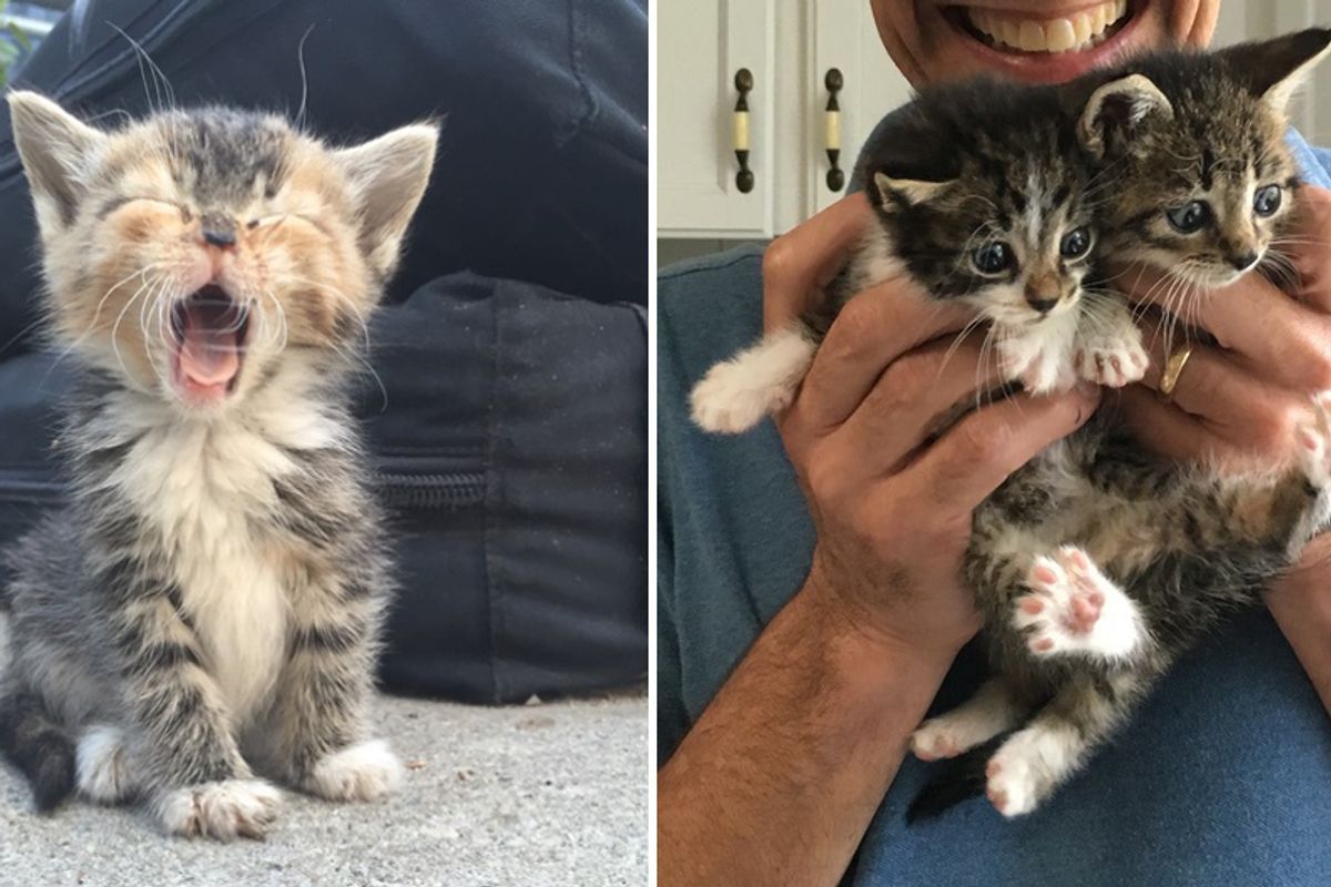 Employees Save Litter of Motherless Kittens From Streets and Turn Their Lives Around