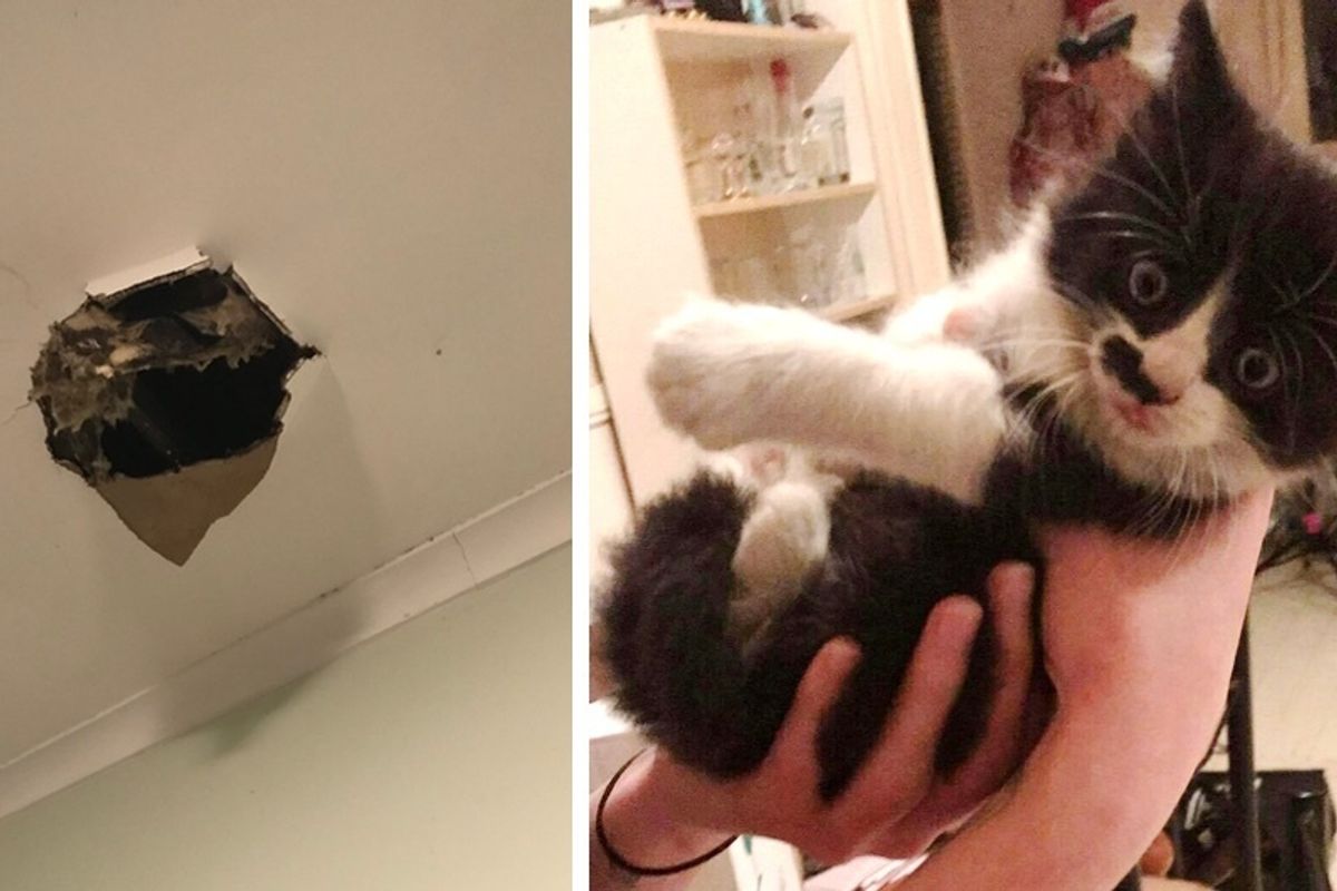 Tuxedo Kitten Falls From Ceiling Into Tenants' Hearts and His New Home