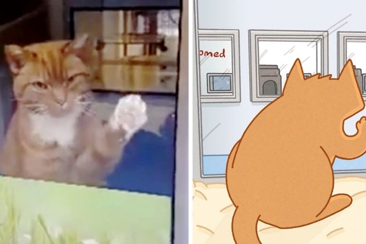 16-year-old Cat's Wish Comes True After 210 Days At Shelter - His Tale Told in Animation