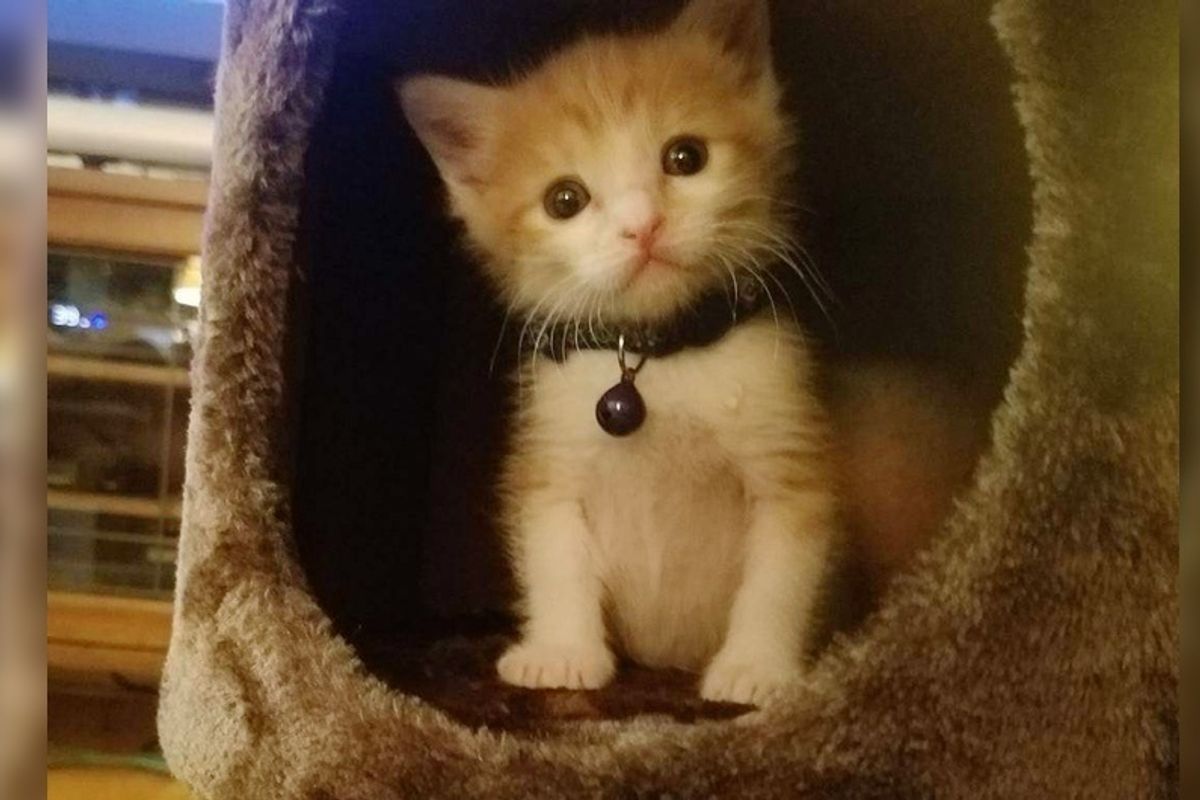 They Brought In a "Surprise" Kitten From the Streets - An Employee Offered to Be His New Mom