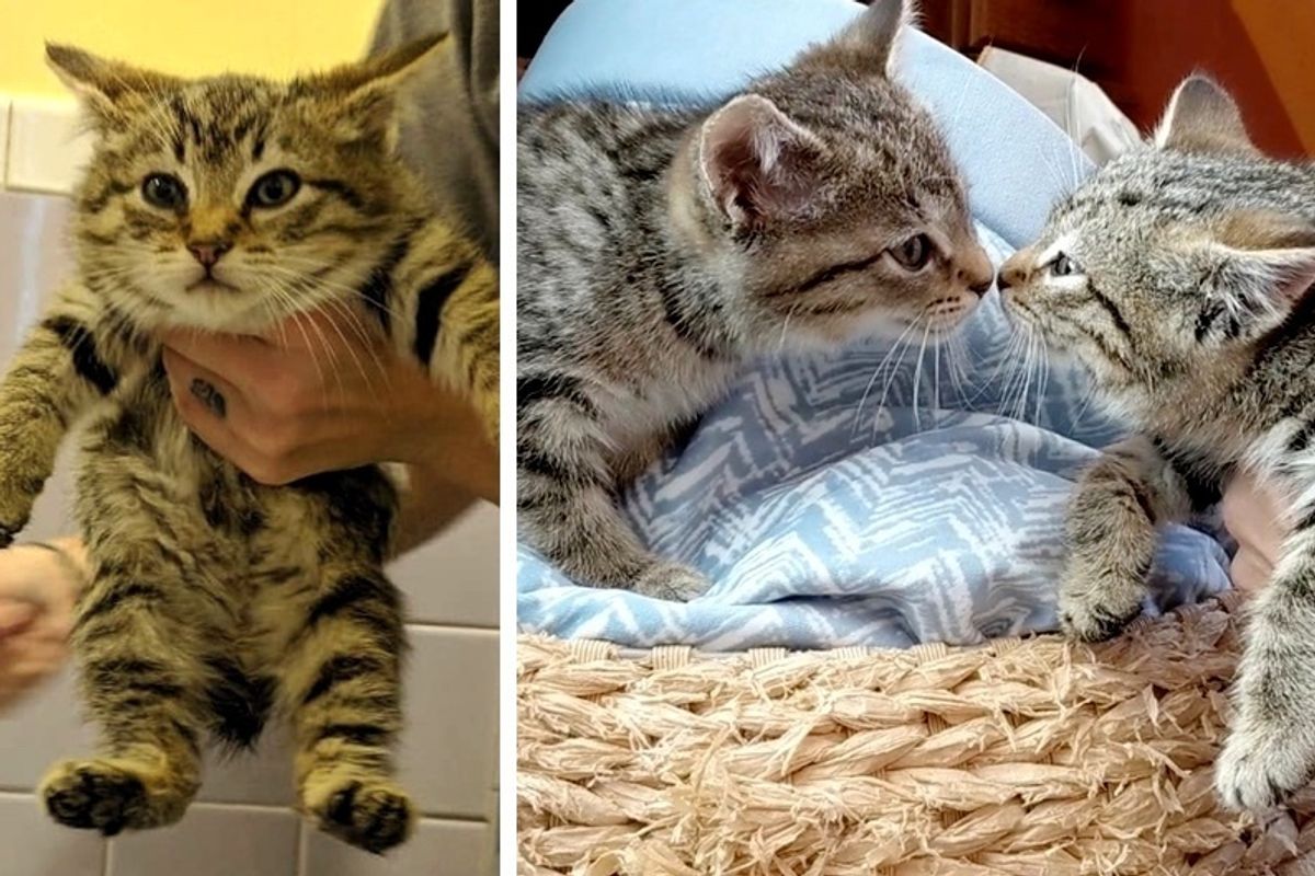 Rescuer Saves Bobtail Kitten and Goes Back to Find Her Brother - Sweetest Reunion!