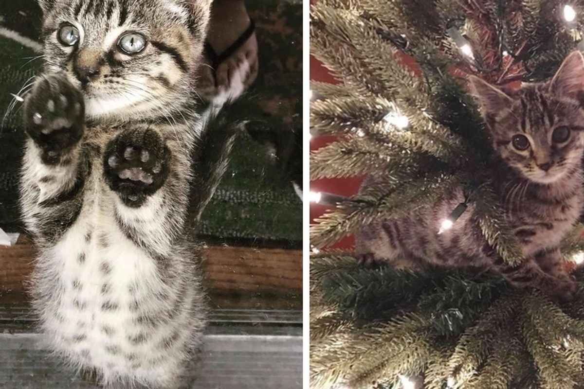Kitten So Happy to Have Christmas Tree of His Own After Being Saved From Trash Can