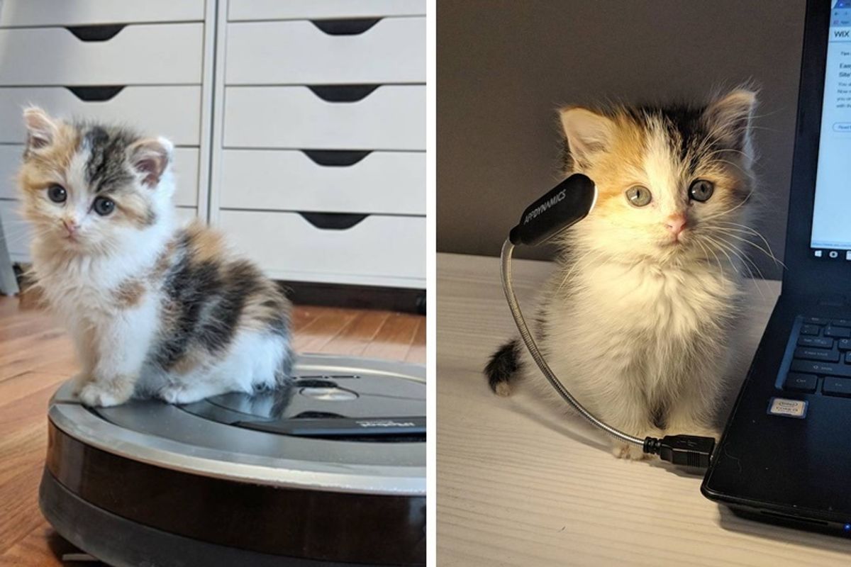 Calico Kitten Saved From Under Porch Finds Her Cattitude Through a Second Chance