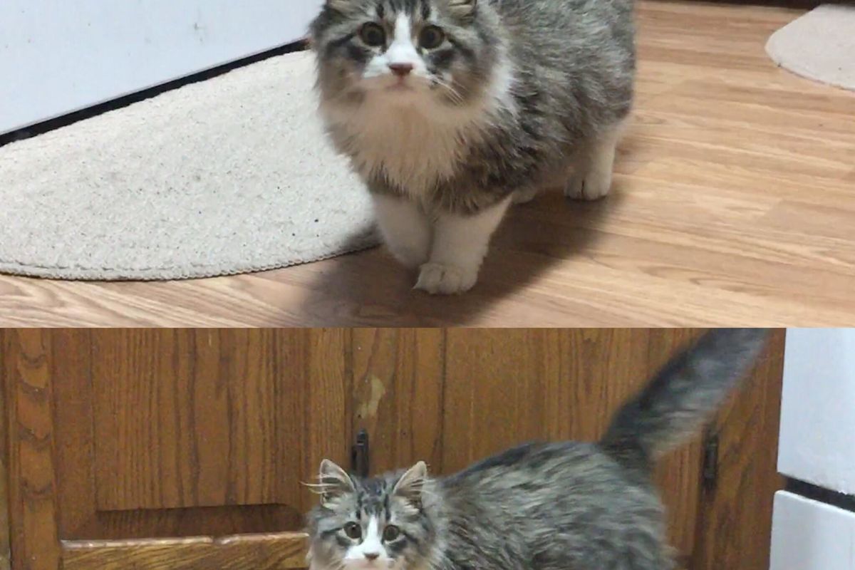 Young Woman Meets Floofy Outdoor Kitten Her Mom Rescued and Knows Just the Right Home for Her