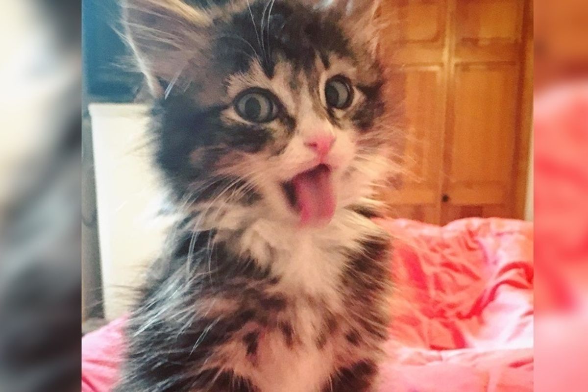 Woman Saved Kitten Found in Middle of Road - Little Did She Know the Kitty Would Save Her Too.