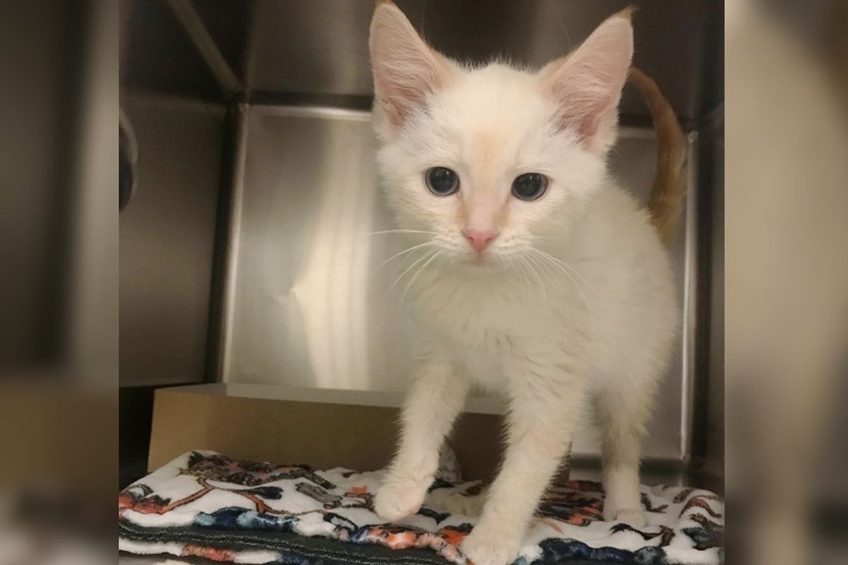 Last Kitten at Shelter Reaches Out To Woman and Asks Her to Take Her Home
