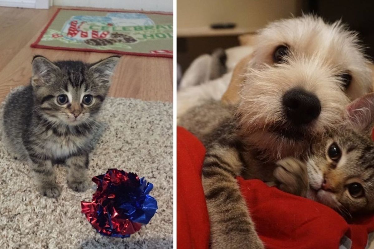 Special Needs Kitten Finds Love In Unlikely "Mr. Mom" Who Turns His Life Around