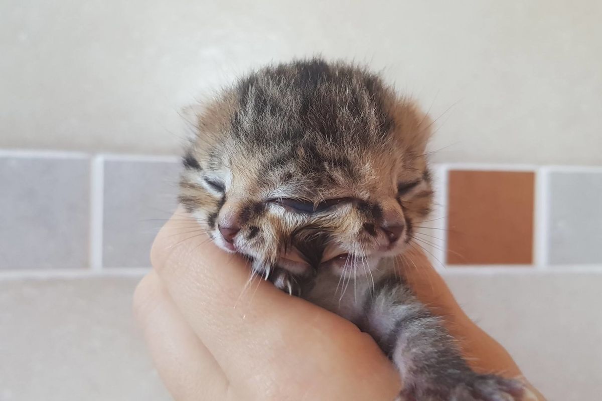 Kitten Born with Two Faces Saved By Woman Who Never Gave Up On Her Despite the Odds