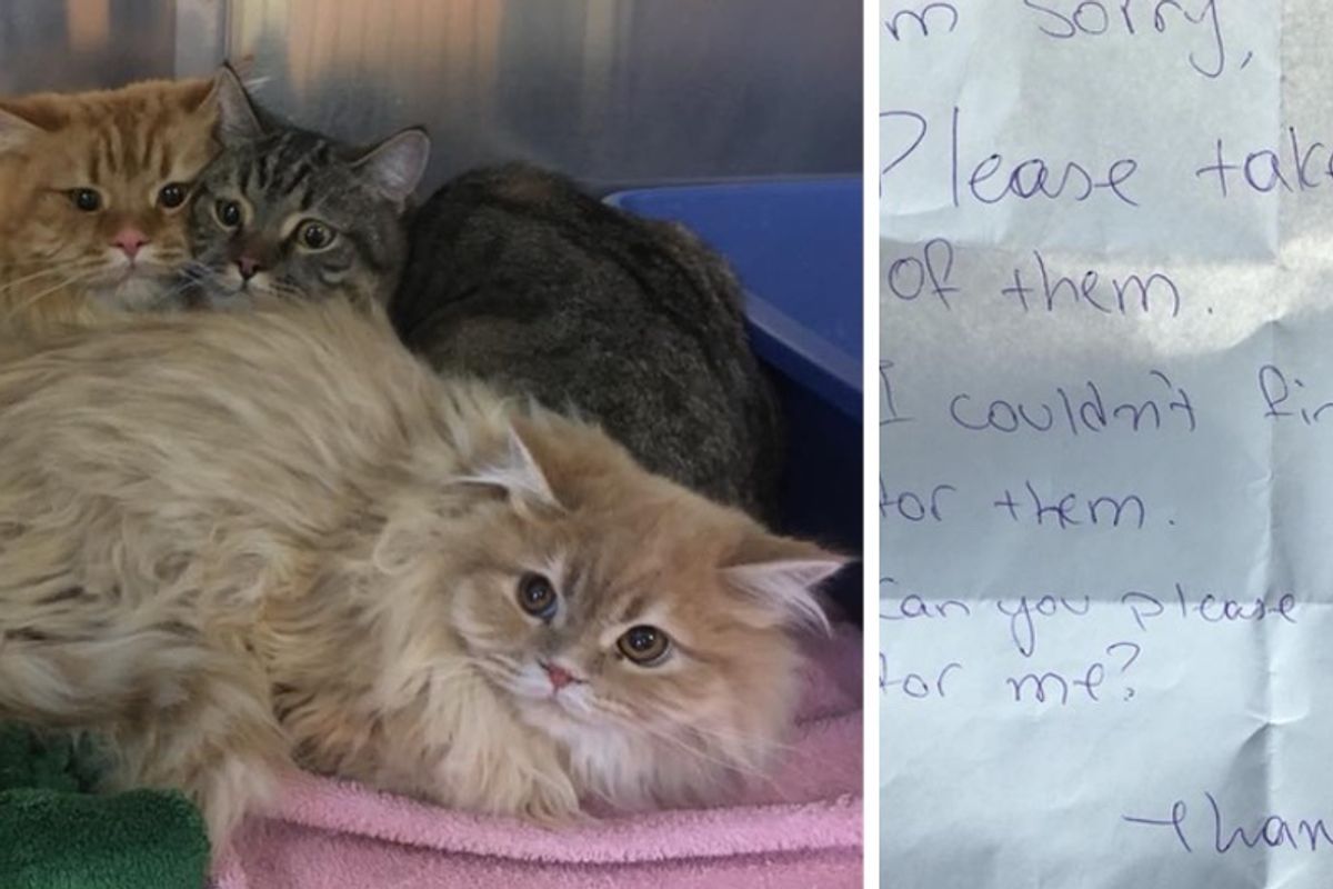 Himalayan Cats Found Outside Store with a Note, Get Help In Time for the Holidays