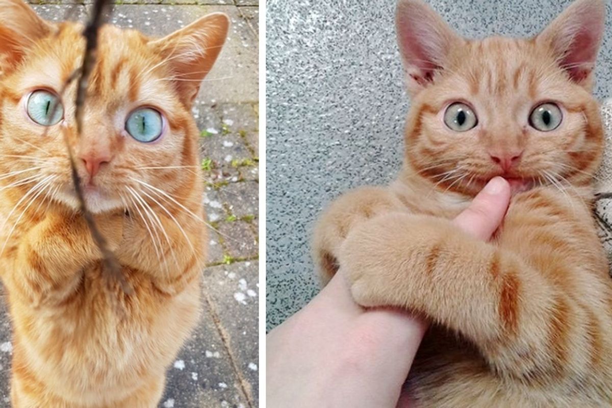 Kitten With Crooked Jaw, Bad Legs Spent First Christmas With Woman Who Saved His Life, Now 3 Years Later.