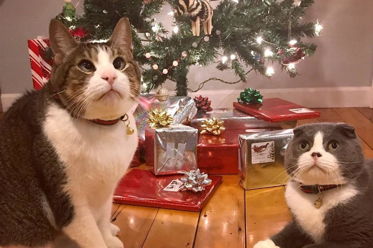 Cross-eyed Cat Finds Brotherly Love in Another Rescue Kitty to Share Christmas With This Year