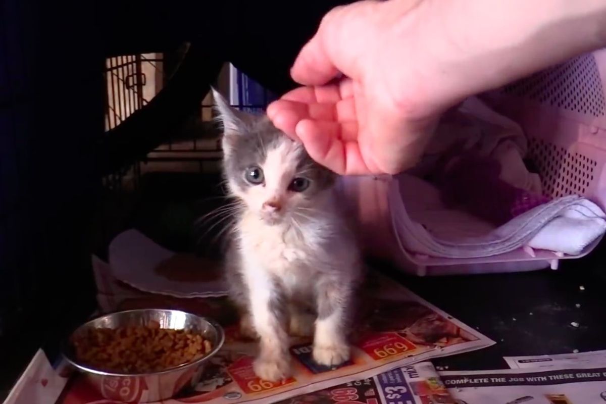 Cat Man and Team Bring Kitten Back to Life and Help Her Find Her Meow - Now 5 Months Later.