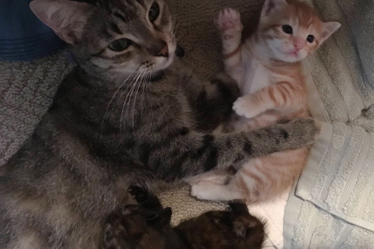Stray Cat Comes to Family's Door With 2 Kittens and Surprises Them With More that Need Help.