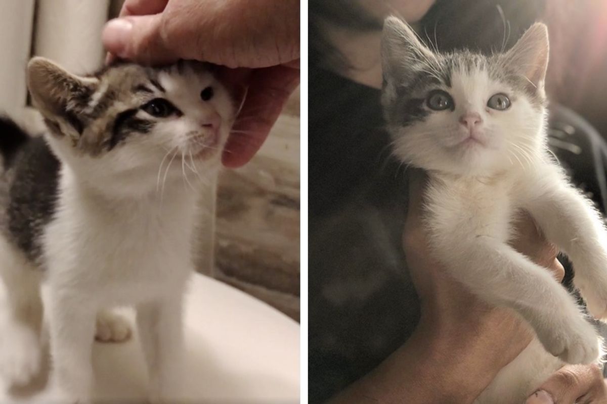 Street Kitten Delivered by Postal Worker Who Found Her Running In Front of Mail Truck