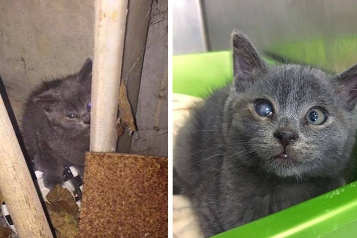 Barn Kitten Gets Help to See Again and Surprises Rescuers With His Adorable Crossed Eyes
