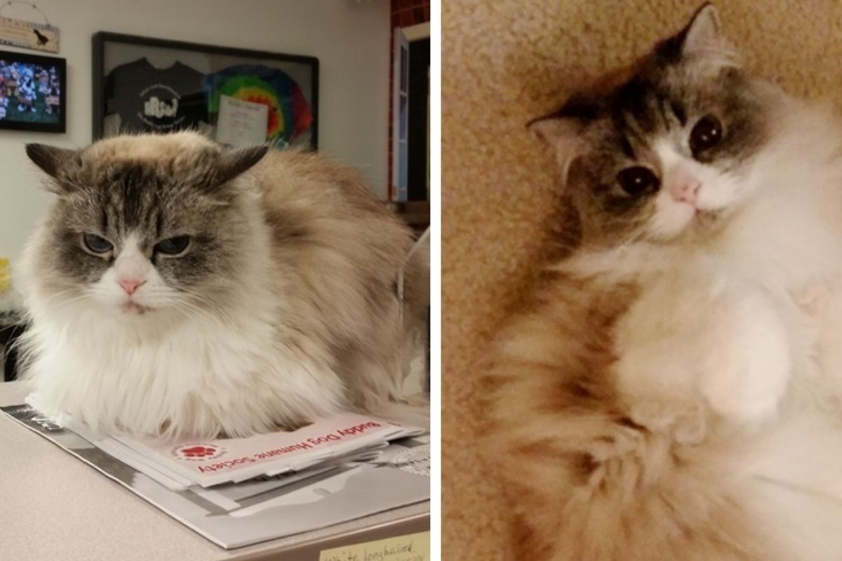 Woman Took a Chance on "Cranky" Cat That No One Wanted, Right After Adoption Everything Changed.