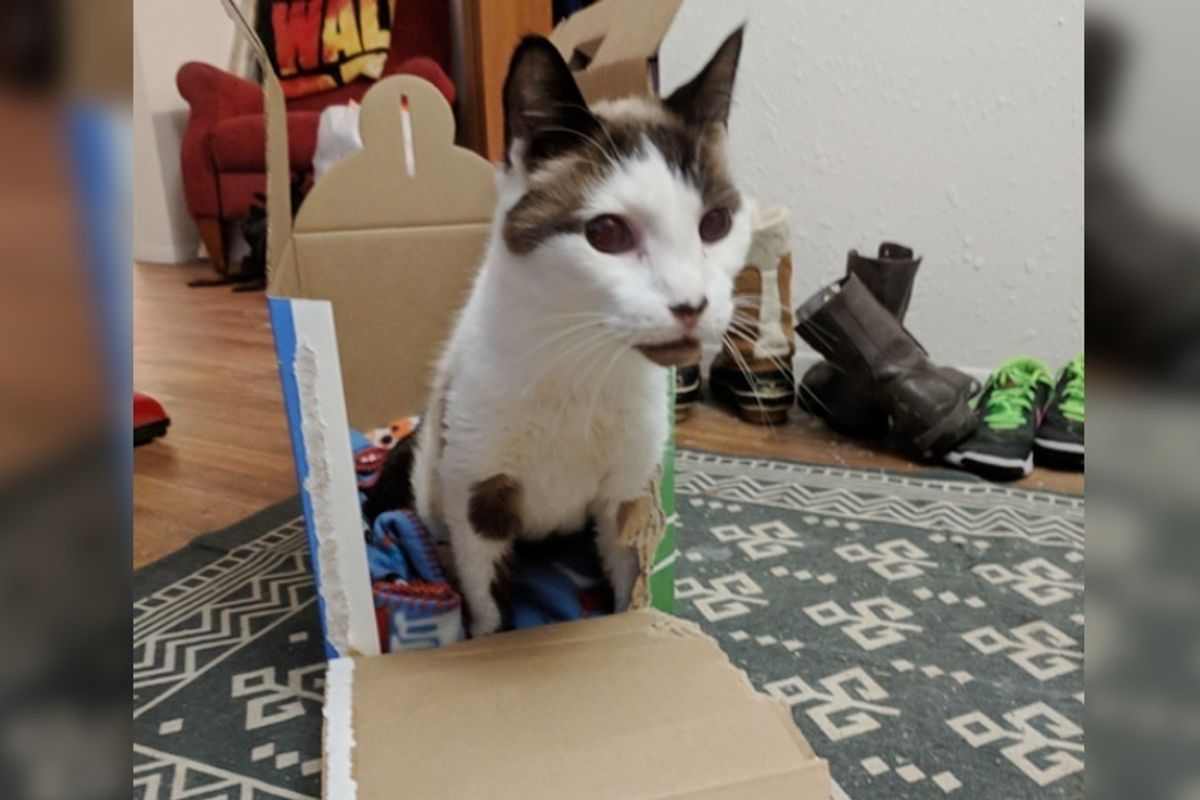 Senior Shelter Cat Comes Out From Hiding Under Blanket When He Finds Someone He Loves.