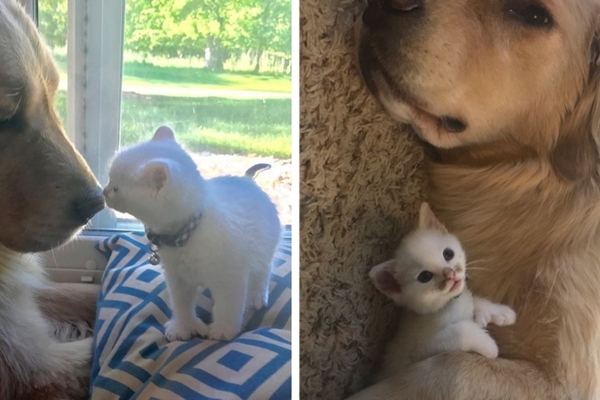 Kitten with Thumbs Found Love in Giant Dog Who Raised Him Into the Cuddliest Cat.