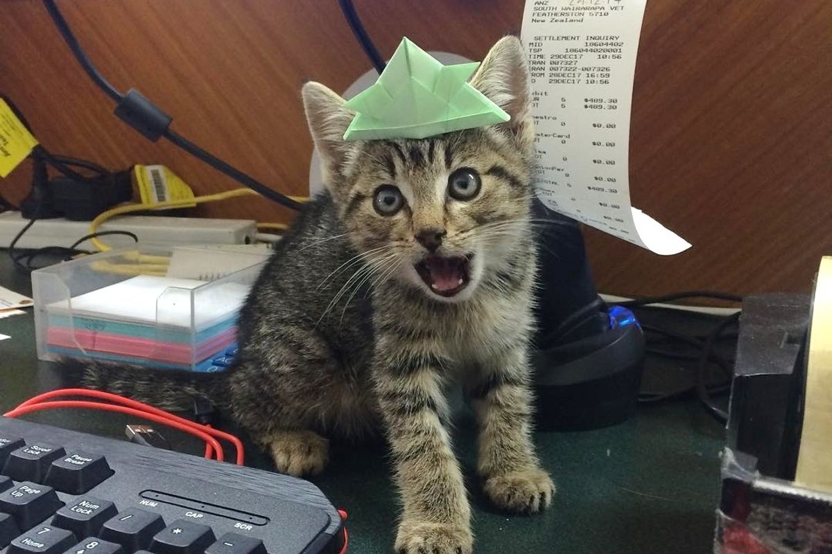 Hissy Kitten Experiences Love for the First Time and It Changes Everything.