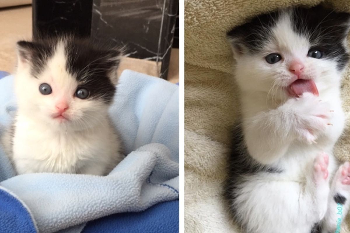 Lonely Kitten Rescued By Dog, Couldn't Stop Snuggling When Given a Foster Home