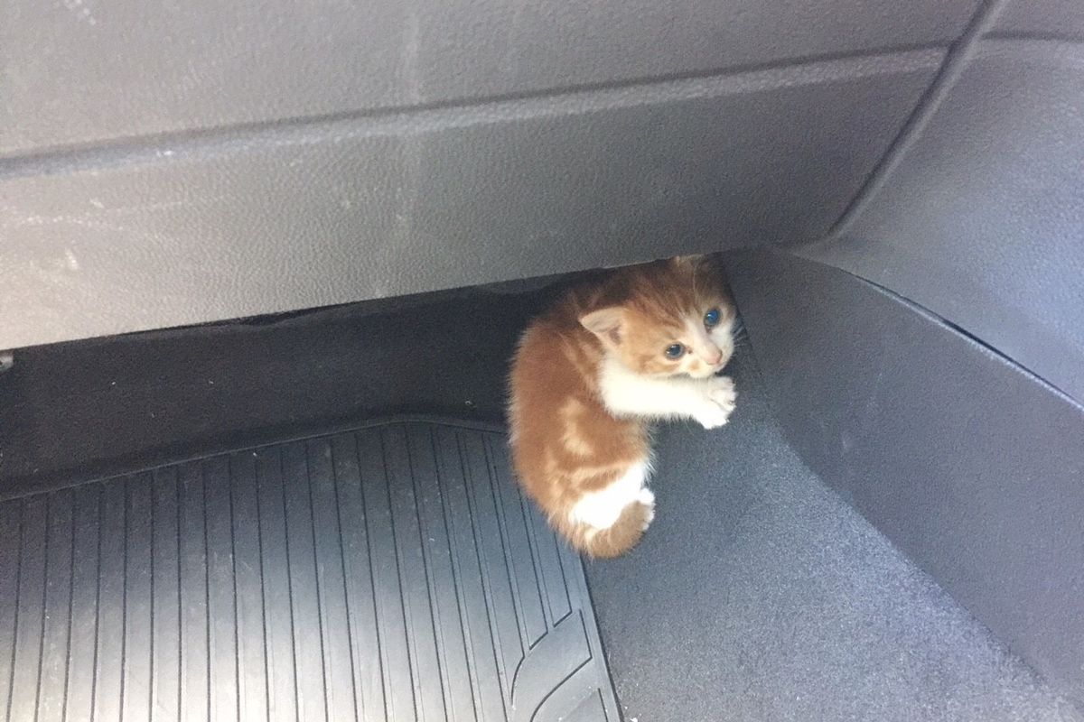 Stray Kitten Found on Highway Was Rescued After Several Hide-and-seek Adventures