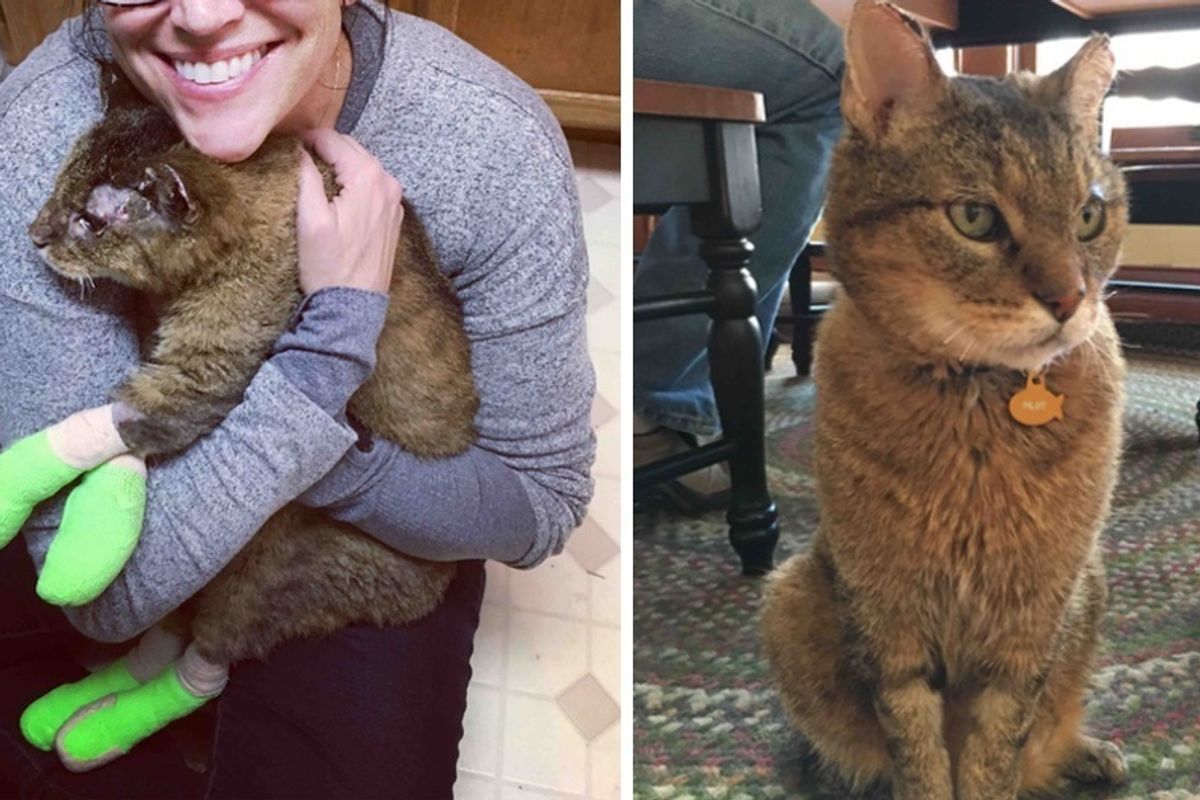 Cat Missing for a Decade Found His Way to His Family After California Fires, Now 2 Months Later.