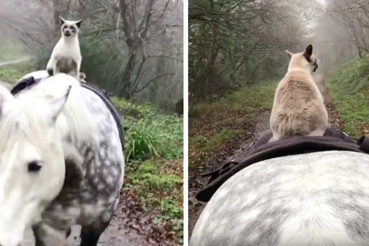 Cat Bonded With Horse and They Explore Places Together Almost Every Day
