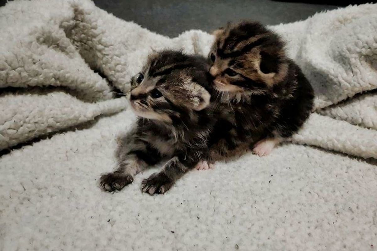 Woman Found Her Foster Kitten's Bonded Brother After They Were Separated at A Few Days Old