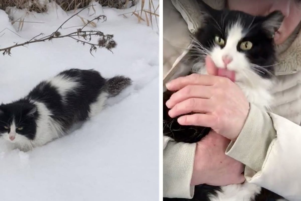 Cat Found in Snow is So Happy To be Saved She Can't Stop Thanking Her Rescuers
