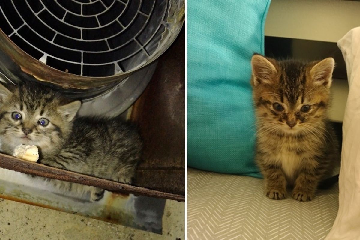 Woman Saved Hissy Kitten Freezing Outside Of Workplace - A Heat Pad and Love Changed Everything