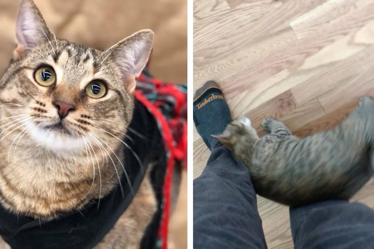 Man Gives Shelter Cat a Home and Now Can't Walk Anywhere Without Her Wanting Love