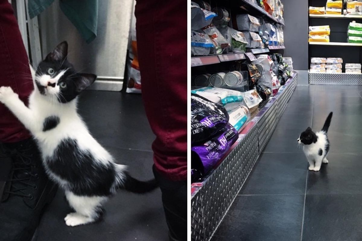 Stray Kitten Scratches Door to Get Help and Decides She Will Run Every Place She Goes to.