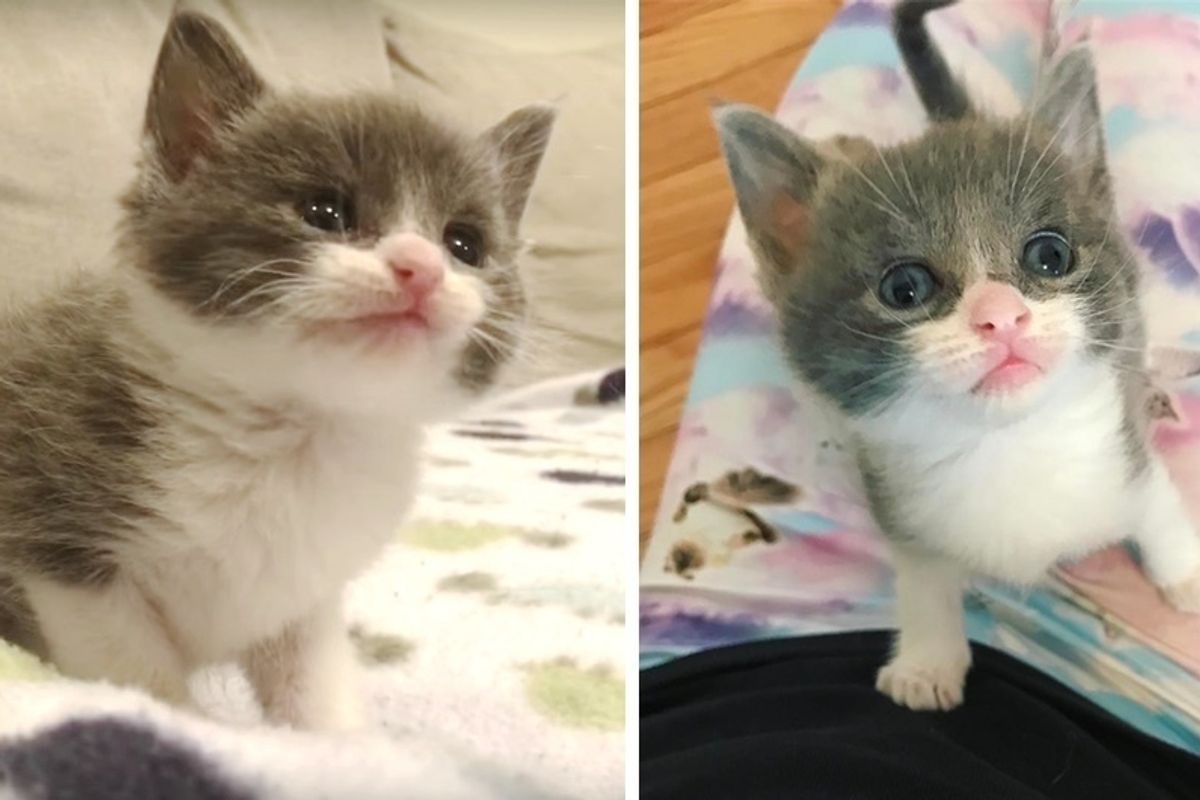 Runty Kitten Found Barely Hanging On, Got Second Chance and Grew To Be Gorgeous Cat.