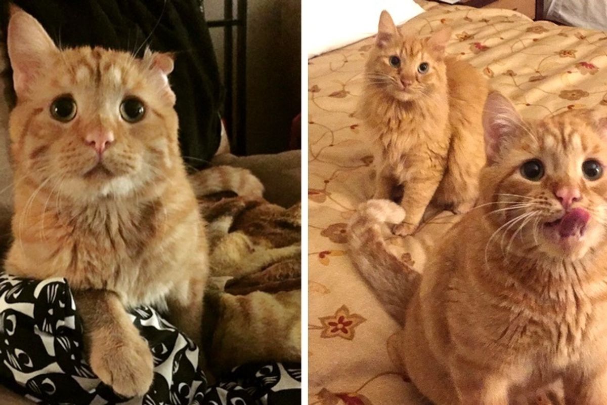 Former Shelter Cat Takes to Wobbly Kitty Who Needed Someone to Love