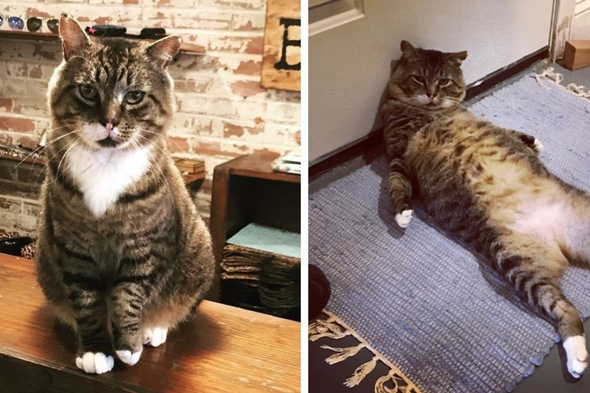 Stray Cat Decides to Be "Security Guard" for Store Whose Owner Saved Him and Showed Him Love