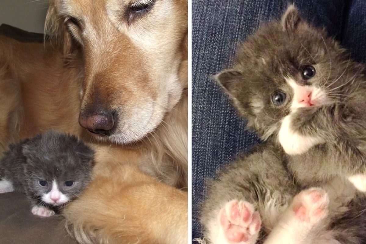Wobbly Kitten Rejected at Birth, Finds Happiness Through Those Who Believe In Him, Now 2 Years Later.