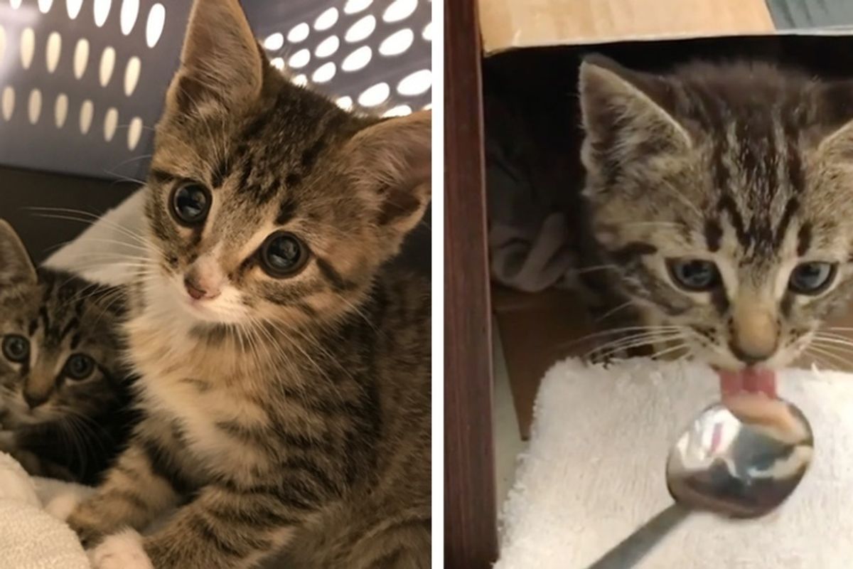 Man Saves Kitten Off Streets But Meowing Continues Until He Finds His Brother