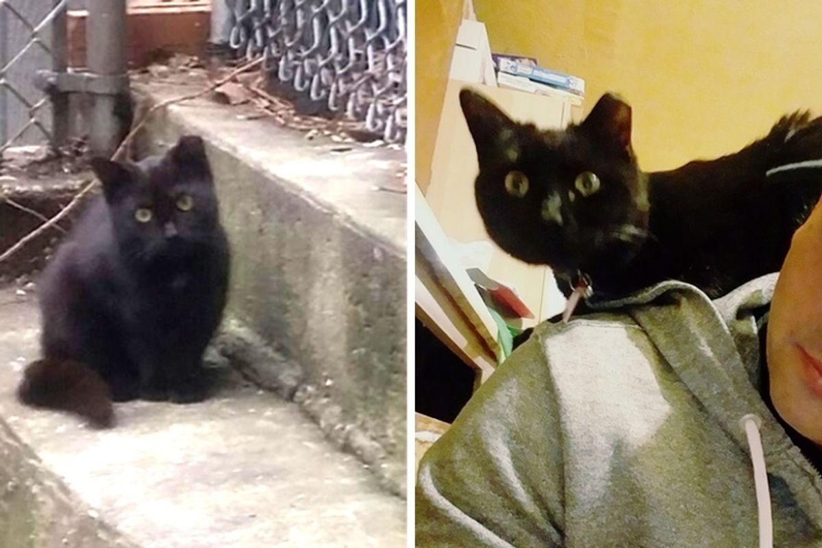 Feral Cat Becomes Man's Shoulder Kitty After Months of Him Trying to Win Her Trust