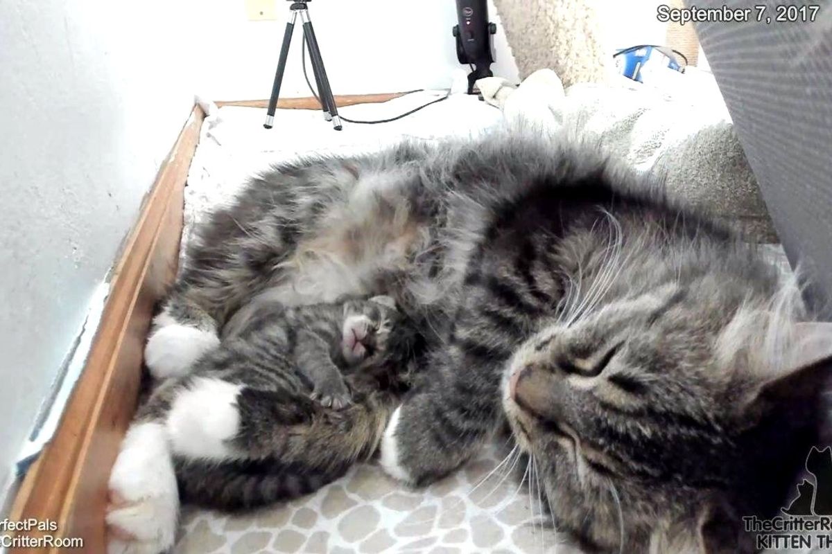 Kitten Born 4 Days After Others, Never Leaves Cat Mother's Side, Now 4 Months Later.