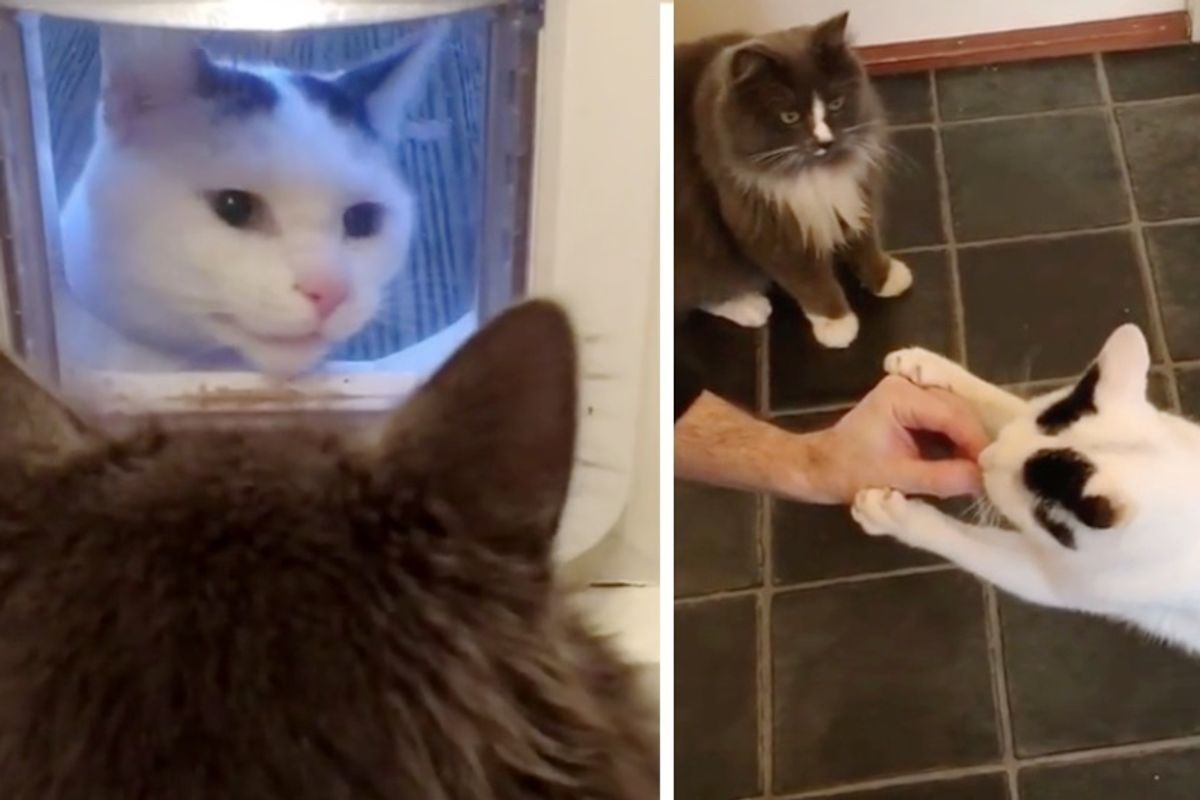 Neighbor's Cat Befriends a Fluffy Cat and Keeps Coming Back to See Him.