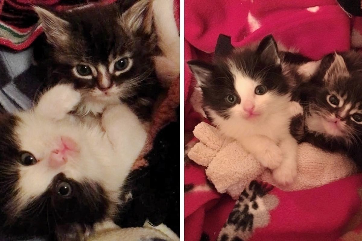 Kittens Given Up By Their Mom, Find Love and Warmth In Big Foster Dog