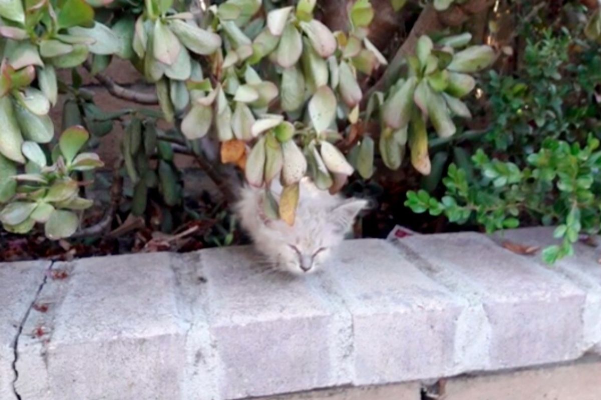 Kitten With Raspy Meow Calls Out for Help from a Bush and Gets Rescued Just in Time.