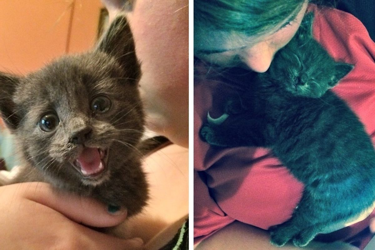 Stray Kitten Found In a Hedge Gets Her First Cuddle and Everything Changes, Now 2 Years Later.