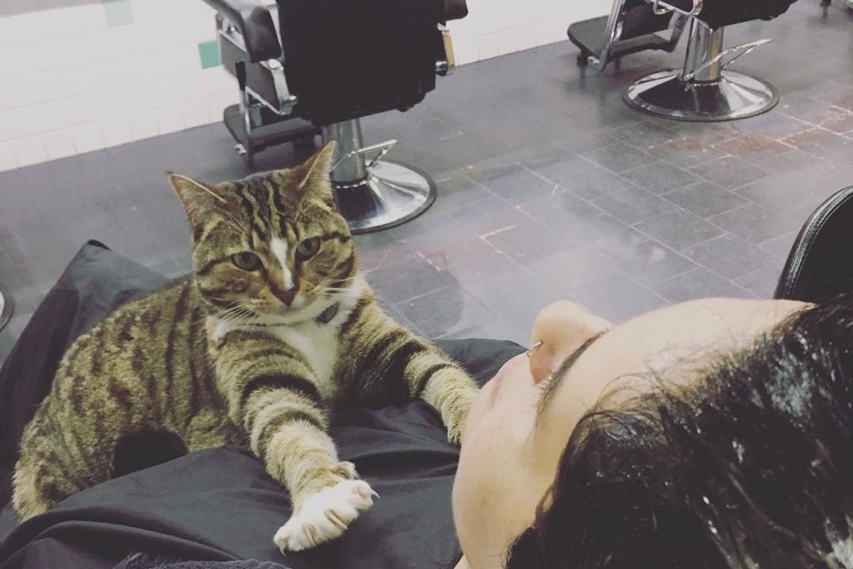 Cat Helps Run Hair Salon for 4 Years and Never Takes a Day Off - She Has an Important Job