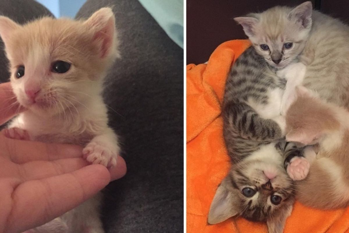 Abandoned Kitten Found Love in 2 Bigger Kitties and It Changed Everything, Now a Year Later.