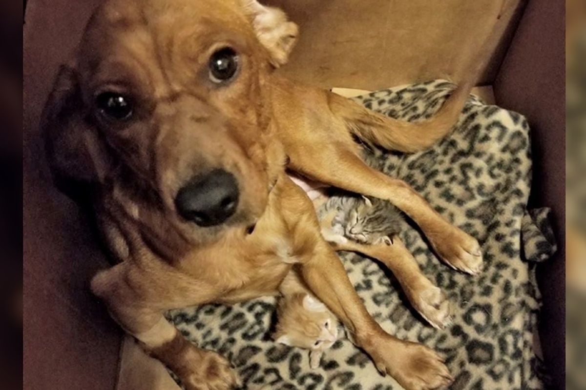 Dog Mourning Her Pups Until Two Orphaned Kittens Showed Up Needing a Mom.