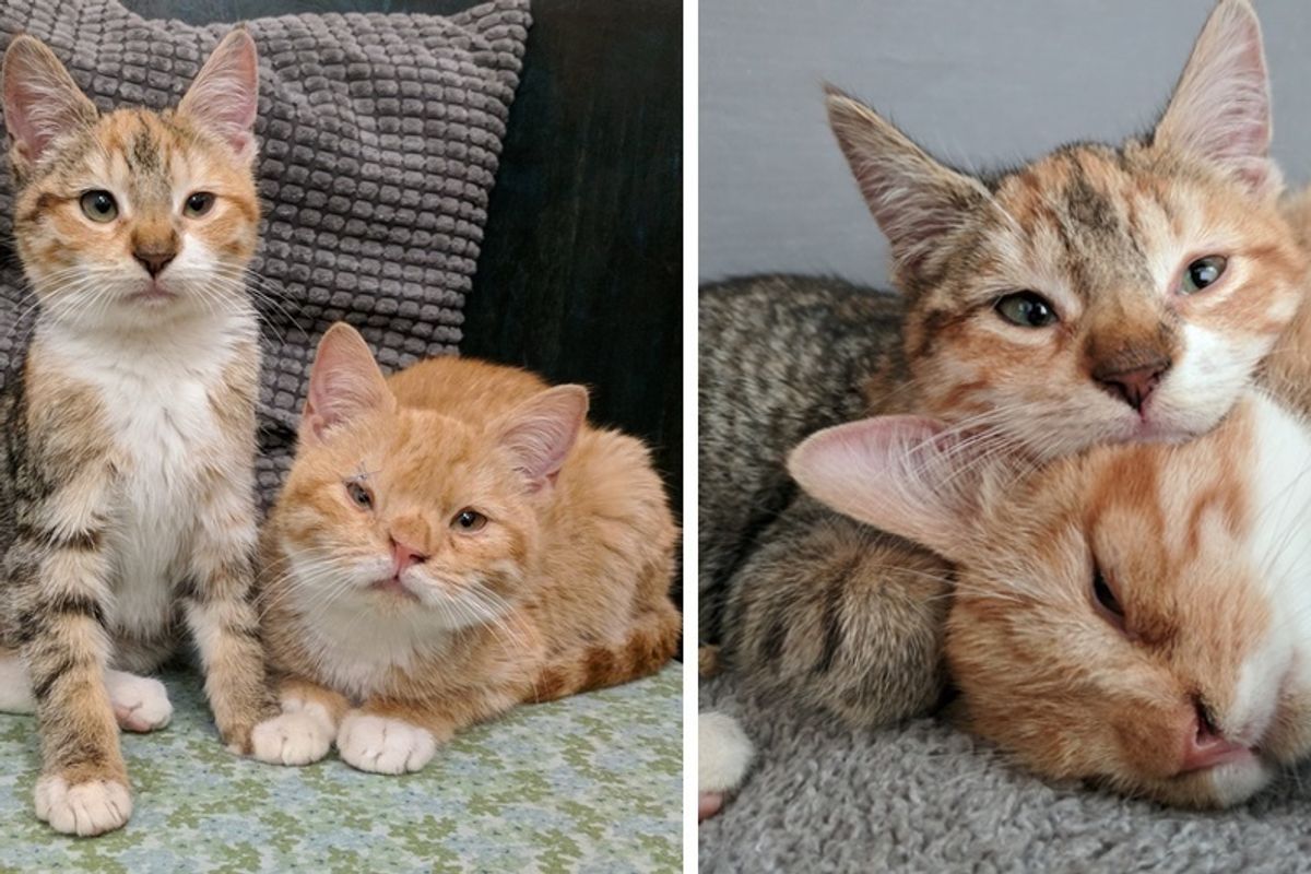 Kitten Comforts Her Shy Brother After They Were Saved From Freezing Weather Out On the Streets